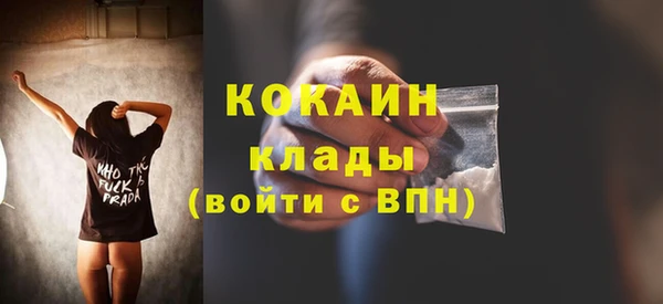 сатива Новозыбков