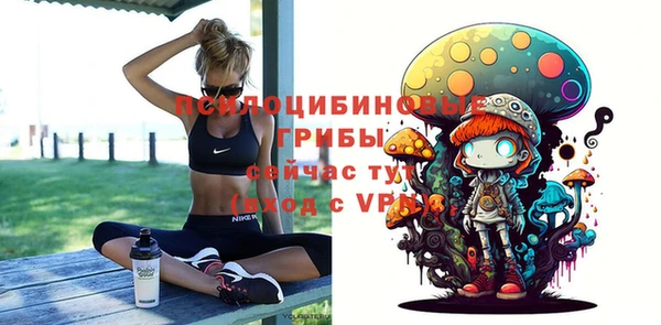 сатива Новозыбков